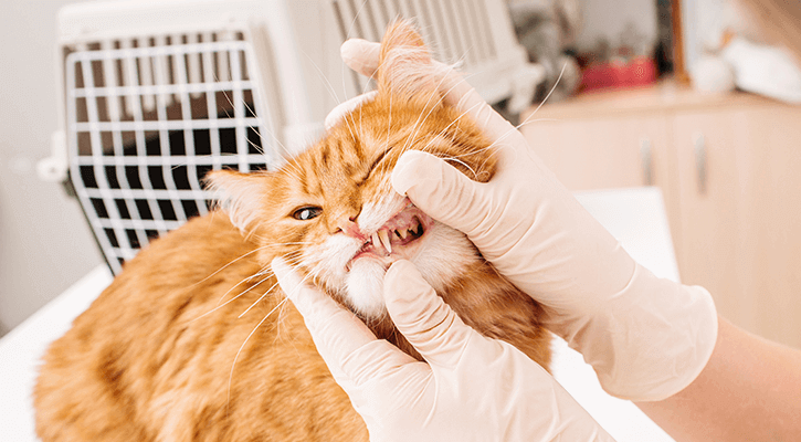 veterinary dentist
