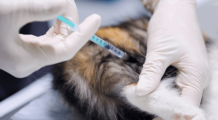 pet vaccination