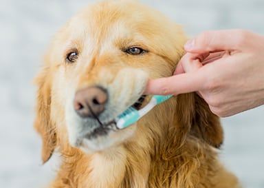 dog teeth cleaning colorado springs