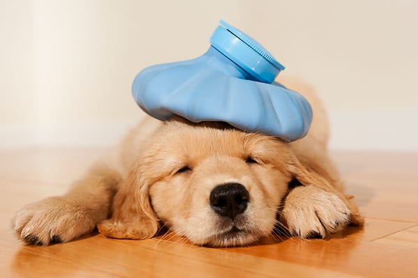 dog-flu-symptoms
